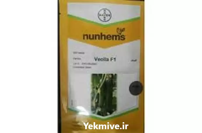 فروش بذر خیار پرگل ویولا در شیراز در گروه خرید و فروش بذر خیار در یکمیوه -عکس1