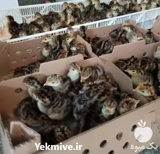 قیمت خرید جوجه یکروزه بوقلمون برنز در تهران در گروه مرغ و خروس و بوقلمون و اردک قو قاز در یکمیوه -عکس1