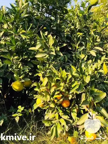 نهال نارنگی ژاپنی انشو در گروه خدمات پیوند درخت در یکمیوه -عکس1