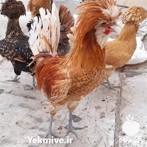 قیمت خرید عرضه تخم نطفه دار در کرمان  در گروه انواع تخم ها در یکمیوه -عکس1