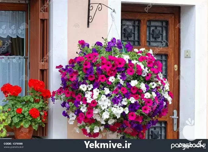 فروش قیمت و تهیه بذر گل در کرج در گروه خرید و فروش بذر گل در یکمیوه -عکس1