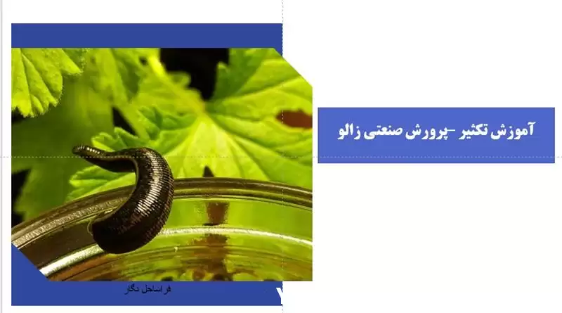 قیمت خرید مشاوره جهت تولید راه در تهران در گروه انواع محصولات شیلات در یکمیوه -عکس1