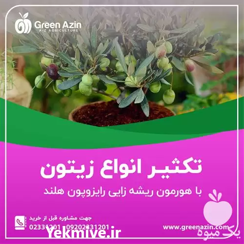 فروش بهترین پودر قلمه زنی هلندی در سمنان در گروه خرید و فروش انواع کود کشاورزی در یکمیوه -عکس1