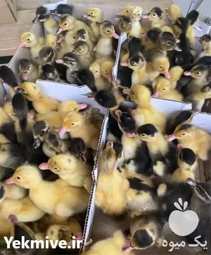 خرید و فروش بازار اردک پکنی در تهران در گروه مرغ و خروس و بوقلمون و اردک قو قاز در یکمیوه -عکس1