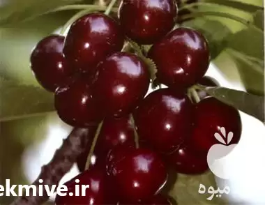 فروش نهال گیلاس در گروه خرید و فروش نهال میوه در یکمیوه -عکس1