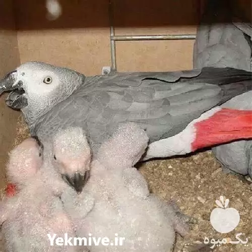 فروش تخم کاسکو در کرمان  در گروه انواع تخم ها در یکمیوه -عکس1