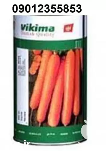 قیمت فروش بذر هویج نانکو اصل در مشهد در گروه خرید و فروش بذر هویج در یکمیوه -عکس1