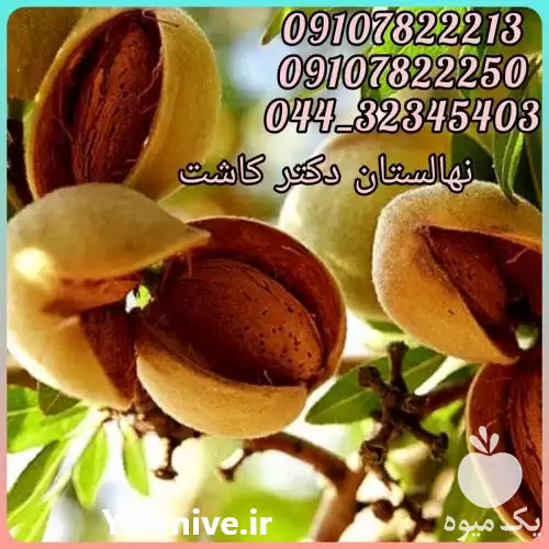 قیمت خرید عمده نهال بادام تونو در گروه خرید و فروش نهال بادام در یکمیوه -عکس1