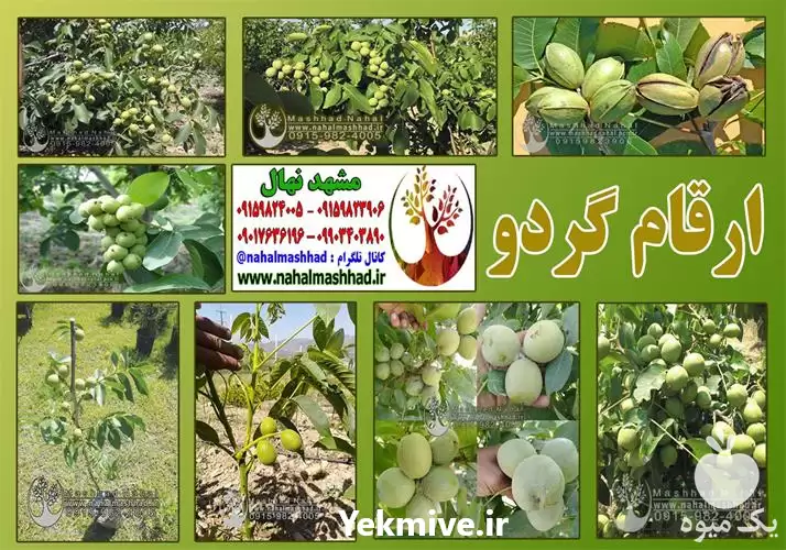 فروش ارقام مختلف نهال گردو در مشهد در گروه خرید و فروش نهال گردو در یکمیوه -عکس1