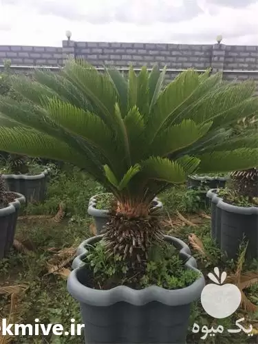 عرضه درختچه سیکاس گلدانی زینتی در گروه سازنده در یکمیوه -عکس1
