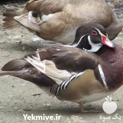 قیمت خرید تخم نطفه دار اردک در ایلام در گروه انواع تخم ها در یکمیوه -عکس1