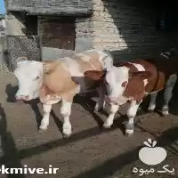 قیمت خرید گوساله پرواری وزن الی در شیراز در گروه گاو و گوسفند و میش و بز کهره گوساله در یکمیوه