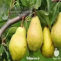 قیمت خرید نهال گلابی شاه میوه در مشهد در گروه خرید و فروش نهال گلابی در یکمیوه