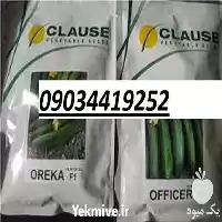 بذر خیار اورکا پر فروش اصل در قم در گروه خرید و فروش بذر خیار در یکمیوه