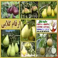 فروش انواع مختلف نهال گلابی در گروه خرید و فروش نهال گلابی در یکمیوه