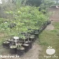 فروش نهال گردو نژاد قپه ای در ساری در گروه خرید و فروش نهال گردو در یکمیوه