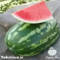 قیمت خرید عرضه بذر هندوانه شیرین در گروه خرید و فروش بذر هندوانه در یکمیوه