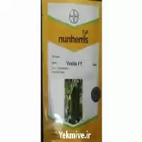 فروش بذر خیار پرگل ویولا در شیراز در گروه خرید و فروش بذر خیار در یکمیوه