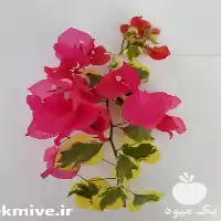 نهال گل کاغذی در کرمان  در گروه خرید و فروش نهال در یکمیوه