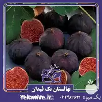 فروش خرید و قیمت نهال انجیر در ارومیه در گروه خرید و فروش انجیر در یکمیوه