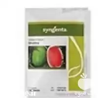 قیمت خرید عرضه بذر هندوانه گالاتا در کرمان  در گروه خرید و فروش بذر هندوانه در یکمیوه