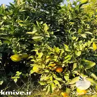 نهال نارنگی ژاپنی انشو