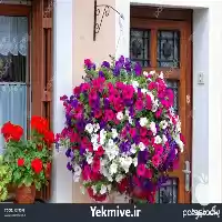 فروش قیمت و تهیه بذر گل در کرج در گروه خرید و فروش بذر گل در یکمیوه