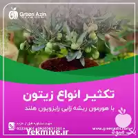 فروش بهترین پودر قلمه زنی هلندی در سمنان در گروه خرید و فروش انواع کود کشاورزی در یکمیوه