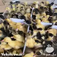 خرید و فروش بازار اردک پکنی در تهران در گروه مرغ و خروس و بوقلمون و اردک قو قاز در یکمیوه