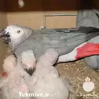 فروش تخم کاسکو در کرمان  در گروه انواع تخم ها در یکمیوه