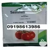 قیمت بذر گوجه فرنگی ویلمورین پرفروش در اهواز در گروه خرید و فروش بذر گوجه در یکمیوه