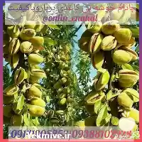 پیش فروش نهال های بادام خوشه در ارومیه در گروه خرید و فروش نهال بادام در یکمیوه