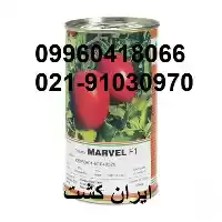 فروش بذر گوجه مارول F 1 در بوشهر در گروه خرید و فروش بذر گوجه در یکمیوه
