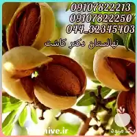 قیمت خرید عمده نهال بادام تونو در گروه خرید و فروش نهال بادام در یکمیوه