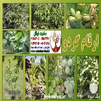 فروش ارقام مختلف نهال گردو در مشهد در گروه خرید و فروش نهال گردو در یکمیوه