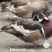 قیمت خرید تخم نطفه دار اردک در ایلام در گروه انواع تخم ها در یکمیوه