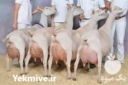 ثبت سفارش بزهای سانن در اصفهان در گروه نیازمند سرمایه محصولات کشاورزی در یکمیوه -عکس1