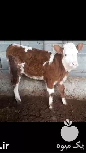 گوساله ماده فروش گوساله در کرمان  در گروه گاو و گوسفند و میش و بز کهره گوساله در یکمیوه -عکس1