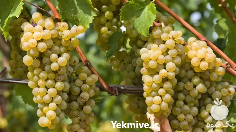 قیمت خرید انواع نهال انگور در گروه خرید و فروش نهالستان در یکمیوه -عکس1