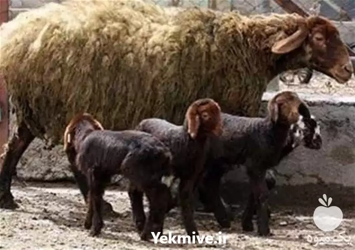 قیمت خرید بره پرواری در اصفهان در گروه گاو و گوسفند و میش و بز کهره گوساله در یکمیوه -عکس1