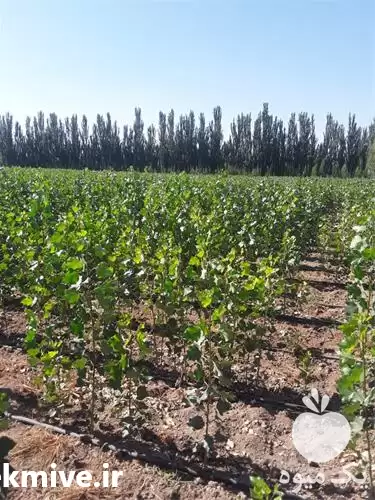 قیمت خرید توزیع نهال درخت صنوبر در قزوین در گروه خرید و فروش نهال درخت در یکمیوه -عکس1