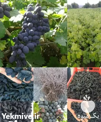 قیمت خرید ویژه نهال انگور ترکمن 4 در مشهد در گروه خرید و فروش انگور در یکمیوه -عکس1