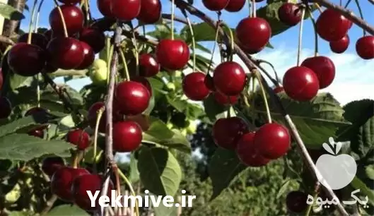 قیمت خرید آلبالو مجار پایه رویشی در بجنورد در گروه خرید و فروش آلبالو در یکمیوه -عکس1