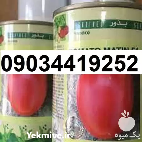 بذر گوجه فرنگی متین پر فروش در گروه خرید و فروش گوجه فرنگی در یکمیوه -عکس1