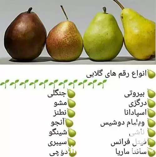 تولید و فروش عمده نهال گلابی در گروه خرید و فروش نهال گلابی در یکمیوه -عکس1