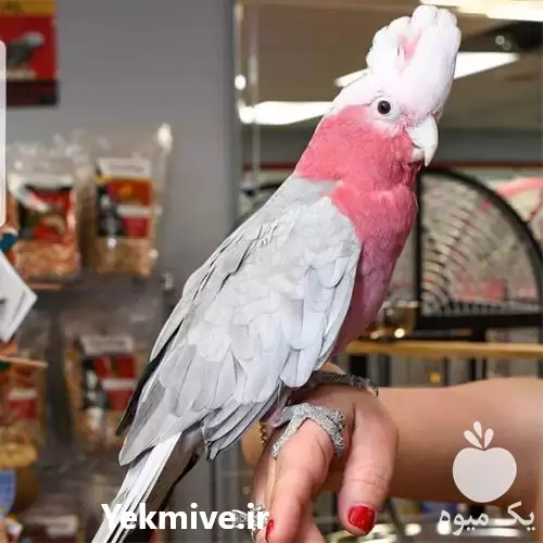 قیمت خرید تخم نطفه دار در هرمز در گروه انواع تخم ها در یکمیوه -عکس1