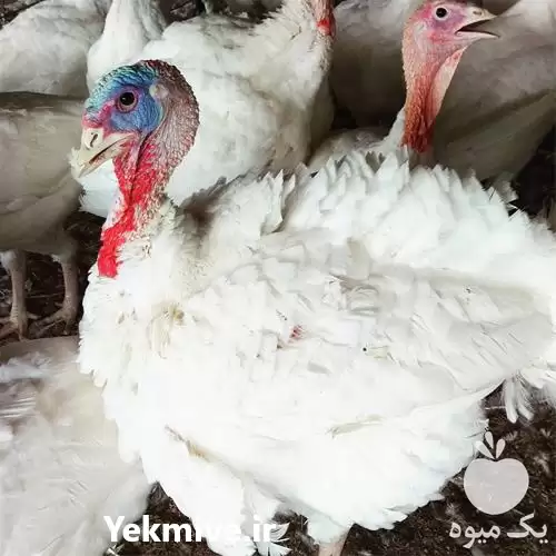 فروش تخم بوقلمون نطفه دار تضمین در گروه انواع تخم ها در یکمیوه -عکس1
