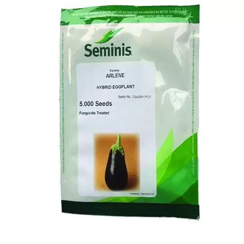 قیمت خرید بذر بادمجان لامپی آرلن در شیراز در گروه خرید و فروش بذر بادمجان در یکمیوه -عکس1