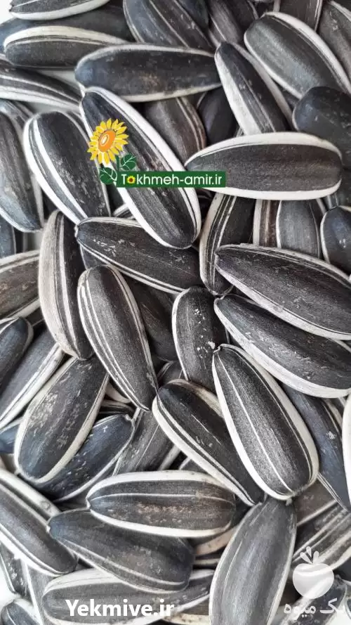 فروش انواع تخمه دورسفید و تخمه آفتابگردان در ساری در گروه خرید و فروش انواع تخمه در یکمیوه -عکس1