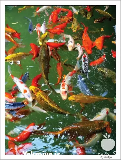 قیمت خرید انواع ماهی های کوی در تهران در گروه خرید و فروش انواع ماهی در یکمیوه -عکس1